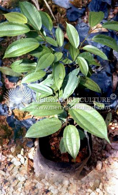 Bauhinia Kockiana (bag)